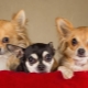 Popular and interesting names for chihuahua girls