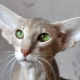 Cat breeds with big ears