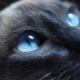 Cat breeds with blue eyes