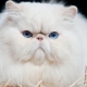 Breeds of cats with a flattened face