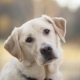 Dog breeds similar to Labradors