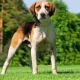 Breeds of medium-sized dogs: general features, types with description, choice, care