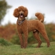 Poodles: breed description, species, care and training