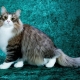 Fluffy cats: the best breeds and features of caring for them