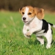 Beagle sizes: dogs weight and height by months