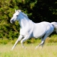 Varieties and features of horse running