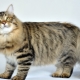 Russian cats: description, breeds, choice and nuances of care