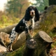 Russian Hunting Spaniel: breed characterization and rearing