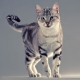 The cutest cat breeds