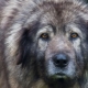 Sharplaninsky shepherd: description of the breed and contents