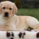 Labrador puppies at 2 months: characteristics and content