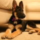 German Shepherd puppies at 4 months: how do they look and how to care for them?