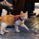 Harness for a cat: types, subtleties of choice and the rules of training