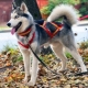 Harnesses and collars for husky: types and choice