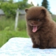 Chocolate Spitz: color variations, puppy content