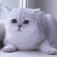 Scottish chinchilla: color variations, the nature and conditions of cats