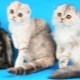 Scottish cats: species of breed, features of keeping and breeding