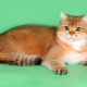 Scottish cats of golden color: characteristics and features of care