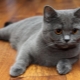 Scottish Straight Cats: breed description, color types and contents
