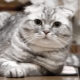 Scottish fold cats: types of color, nature and rules of keeping