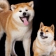 Shiba Inu and Akita Inu: what's the difference?