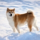 Shiba Inu: breed description, nature and content