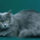 Siberian cat of blue color