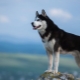 Siberian Husky: the history of the breed, how the dogs look and how to care for them?