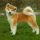 How many years have Akita Inu been living and what does it depend on?