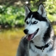 How many years have huskies been living and what does it depend on?