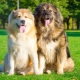 How many years have Caucasian shepherds lived and what does it depend on?