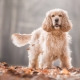 How many years have spaniels been living and what does it depend on?