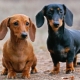 How old are dachshunds and what does it depend on?