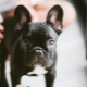How many French bulldogs live and what does it depend on?