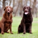 How many Labradors live and what does it depend on?