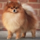 How many Pomeranian spitz live and what does it depend on?