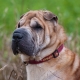 How many sharpei live and what does it depend on?