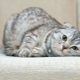 How many Scottish fold cats live and what does it depend on?