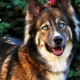 Husky and shepherd mix: mestizo features and growing