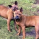 Chongqing dog: breed description, feeding and care
