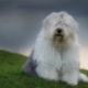 Bobtail dogs: a description of old English shepherds, the nuances of their content