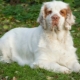 Spaniel Clamber: what does he look like and how to care for him?