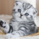 List of names for Scottish fold cats