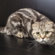List of names for Scottish fold cats