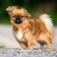 List of nicknames for a Pekingese girl