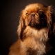 List of nicknames for Pekingese boys