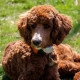 Poodle Names List