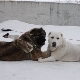 Comparison of Alabaev and Caucasian Shepherd Dogs