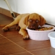 Dry food for puppies: features, choices and rules of feeding
