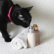 Dry shampoo for cats: how to choose and use it?